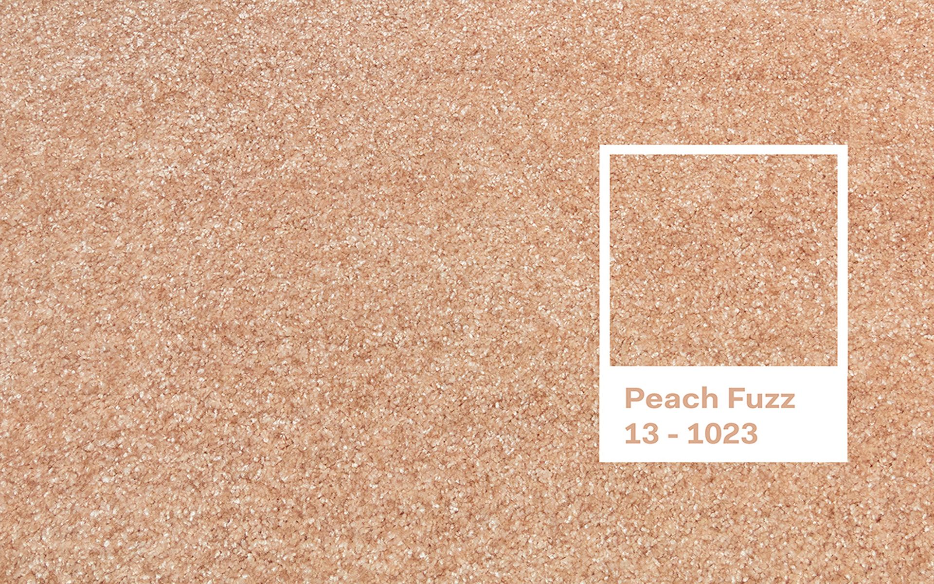 Barva roku 2024 Peach Fuzz.