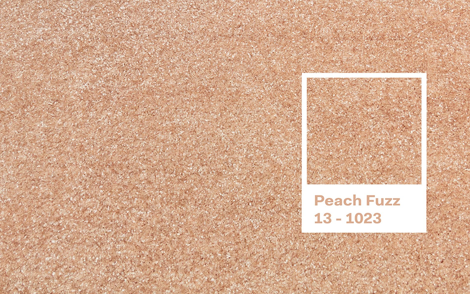 Barva roku 2024  Peach Fuzz.